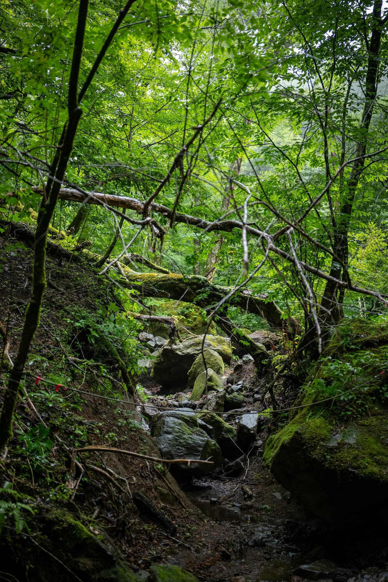 Forest trail along the coast